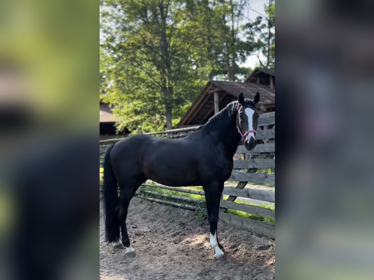 Mecklenburg Warmblood Stallion 9 years 16,1 hh Black in Barlinek