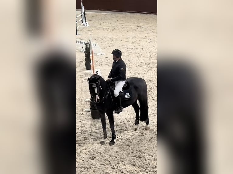 Mecklenburg Warmblood Stallion 9 years 16,1 hh Black in Barlinek