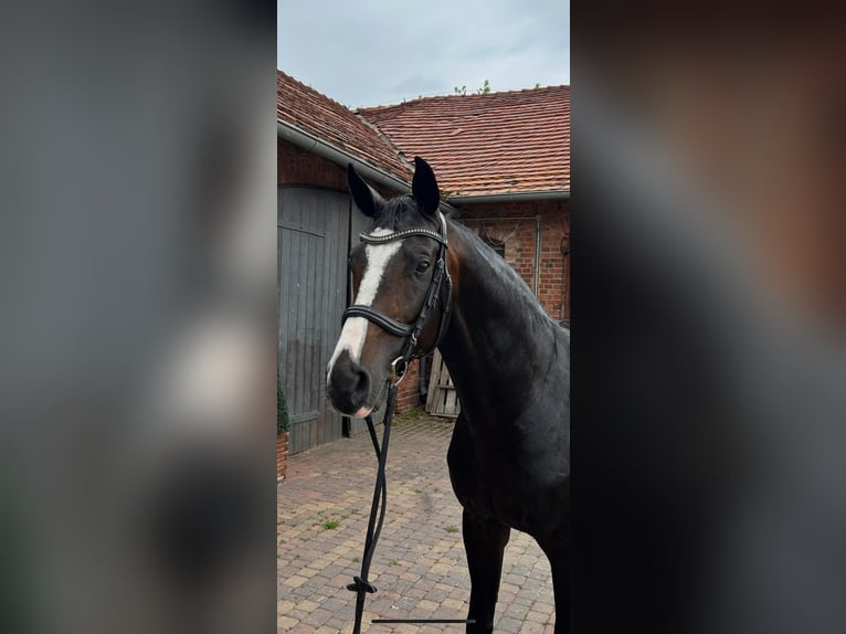 Mecklenburg Warmblood Stallion 9 years 16,1 hh Black in Barlinek