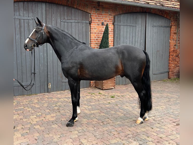 Mecklenburg Warmblood Stallion 9 years 16,1 hh Black in Barlinek