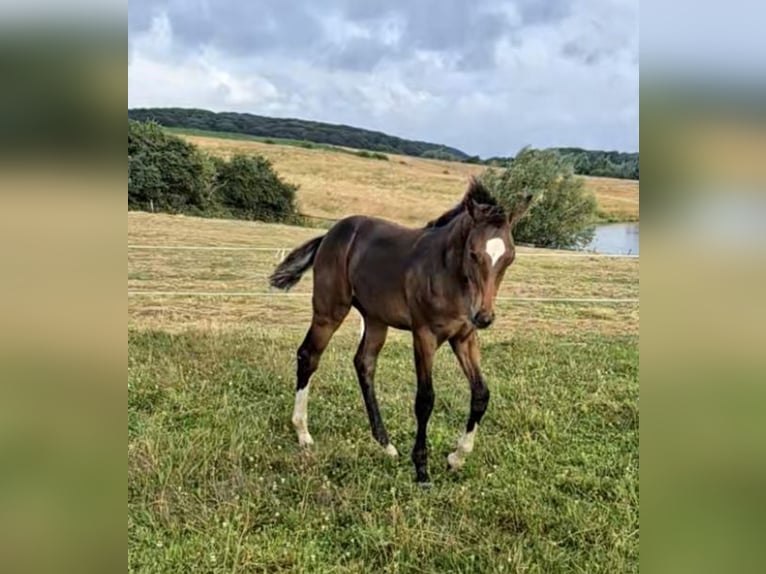 Mecklenburg Warmblood Stallion Foal (03/2024) 13,2 hh Bay-Dark in Schlagsdorf