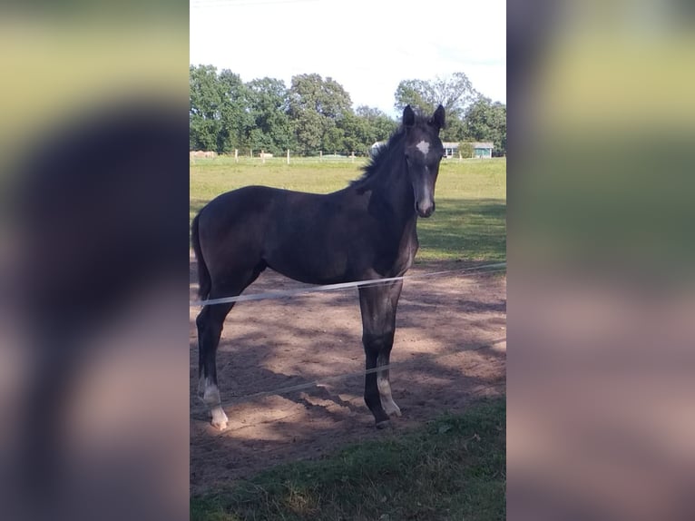 Mecklenburg Warmblood Stallion Foal (04/2024) 14,1 hh Gray in Lübtheen