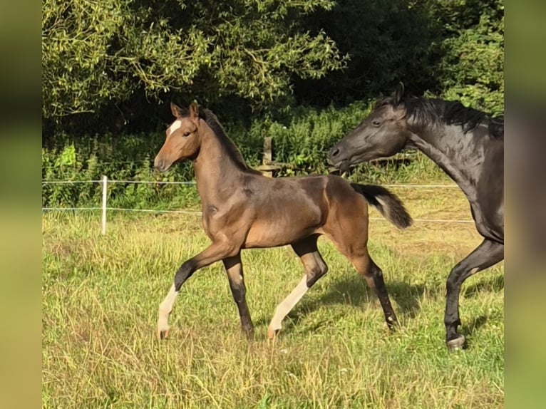 Mecklenburg Warmblood Stallion Foal (03/2024) 14,2 hh Bay-Dark in Schlagsdorf