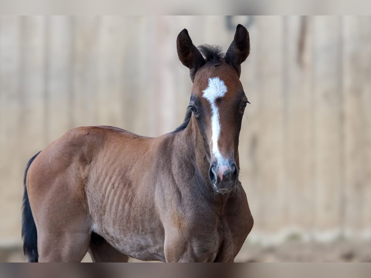Mecklenburg Warmblood Stallion Foal (06/2026) 16.1 hh Can be white in Miltzow