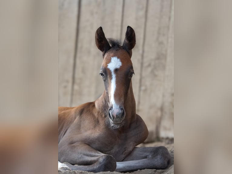 Mecklenburg Warmblood Stallion Foal (06/2026) 16.1 hh Can be white in Miltzow