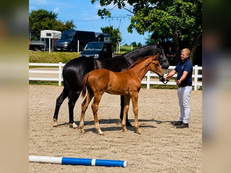 Mecklenburg Warmblood Stallion Foal (04/2026) 16.1 hh Chestnut-Red in Benz
