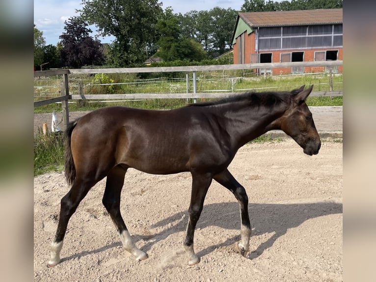 Mecklenburg Warmblood Stallion Foal (03/2024) 16,2 hh Bay-Dark in Winsen (Luhe)