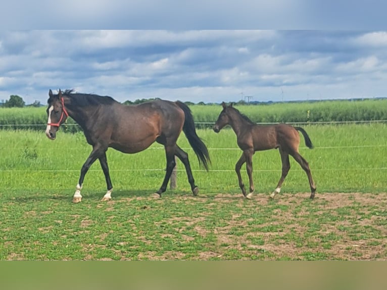 Mecklenburg Warmblood Stallion Foal (05/2026) 16.2 hh Bay-Dark in Bernitt