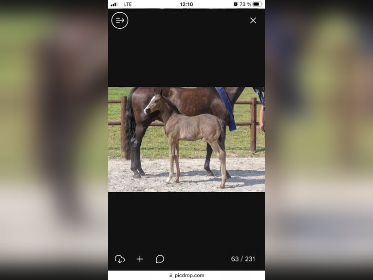 Mecklenburg Warmblood Stallion Foal (06/2024) 16,2 hh Black in Röbel