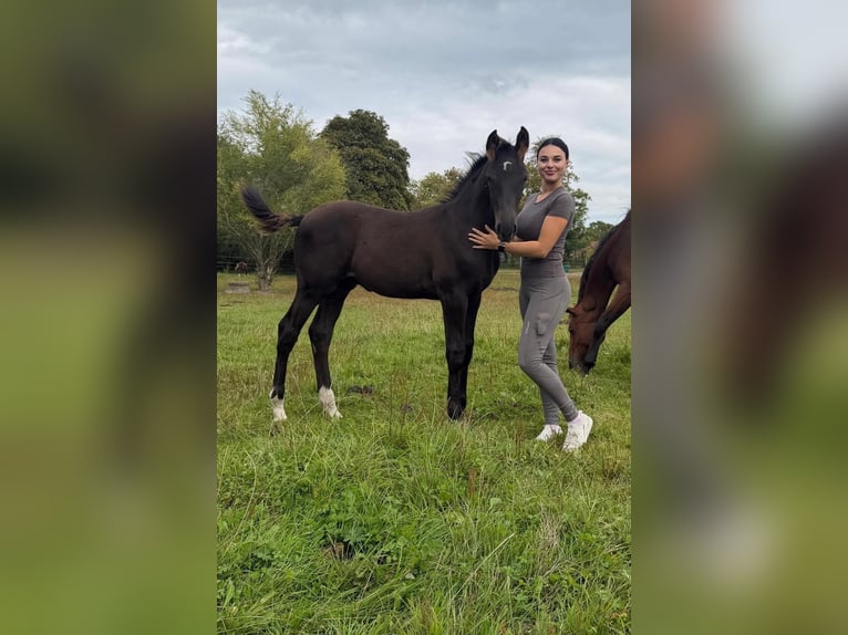 Mecklenburg Warmblood Stallion Foal (05/2026) 16.2 hh Black in Papenhagen