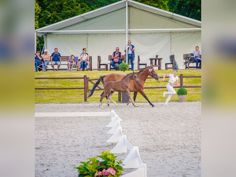 Mecklenburg Warmblood Stallion Foal (05/2026) 16.2 hh Black in Papenhagen