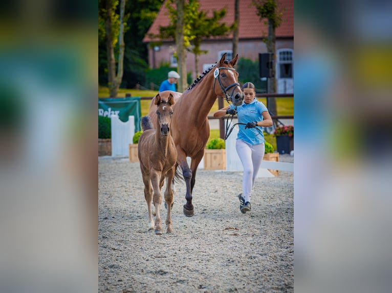 Mecklenburg Warmblood Stallion Foal (05/2026) 16.2 hh Black in Papenhagen