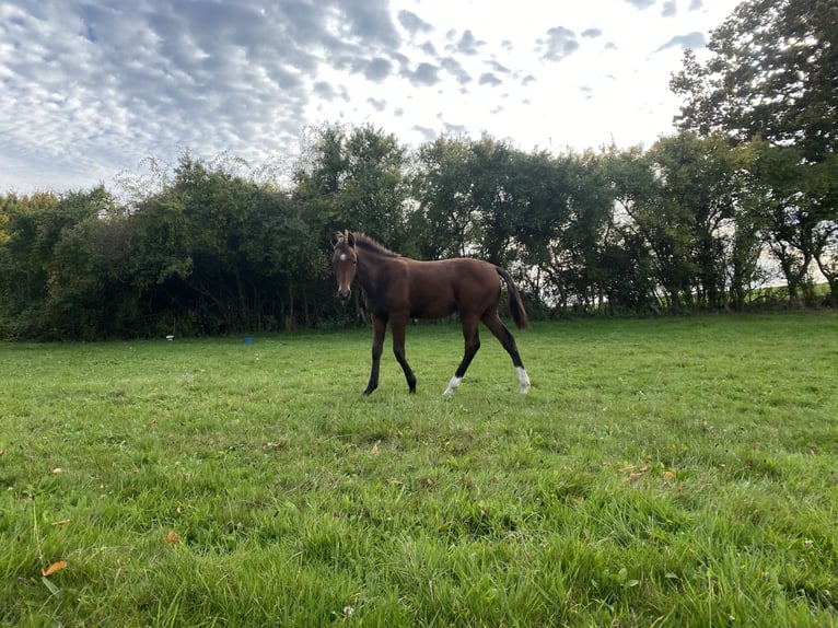 Mecklenburg Warmblood Stallion Foal (04/2024) 16 hh Brown in Klütz