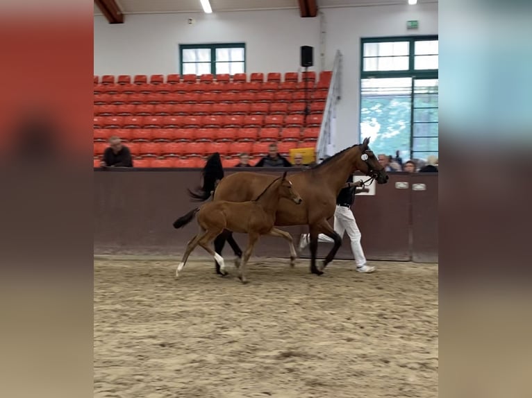 Mecklenburg Warmblood Stallion Foal (04/2024) 16 hh Brown in Klütz