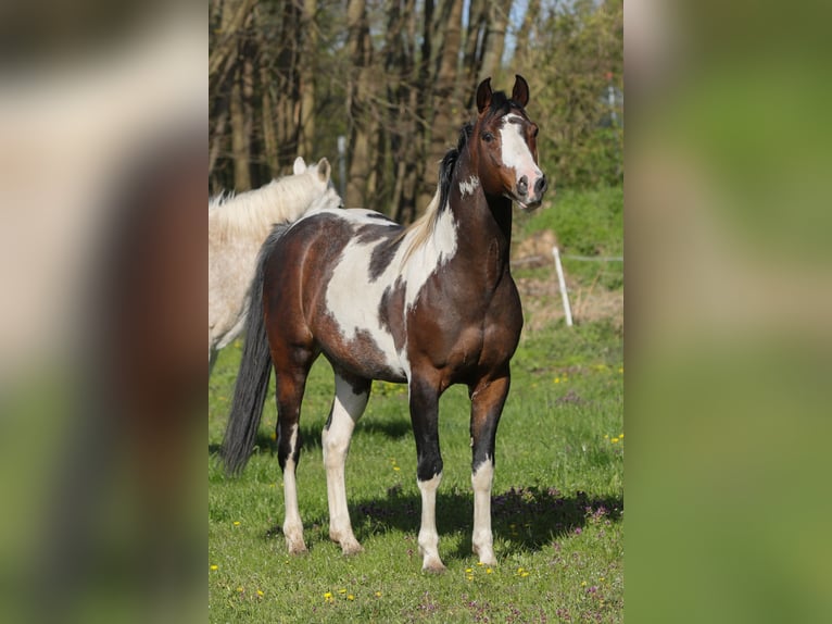 Mecklenburg Warmblood Mix Stallion Foal (04/2024) 16 hh Brown in Dargen