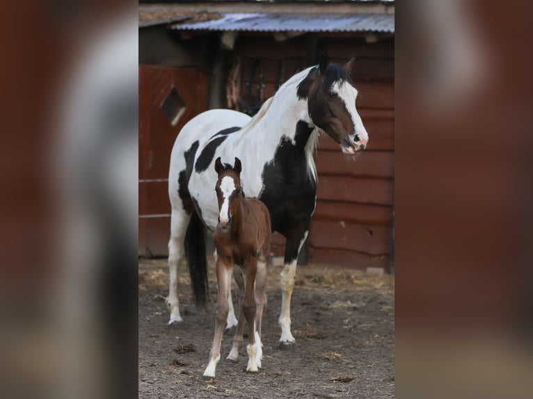 Mecklenburg Warmblood Mix Stallion Foal (04/2024) 16 hh Brown in Dargen