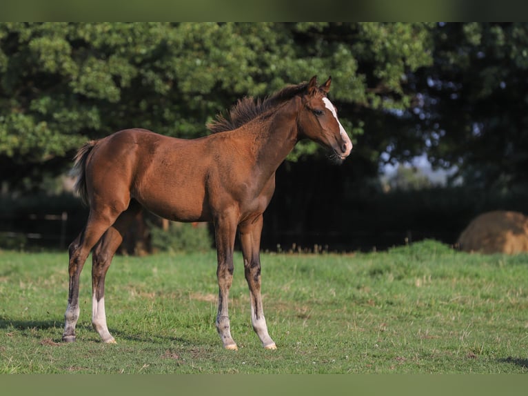 Mecklenburg Warmblood Mix Stallion Foal (04/2024) 16 hh Brown in Dargen