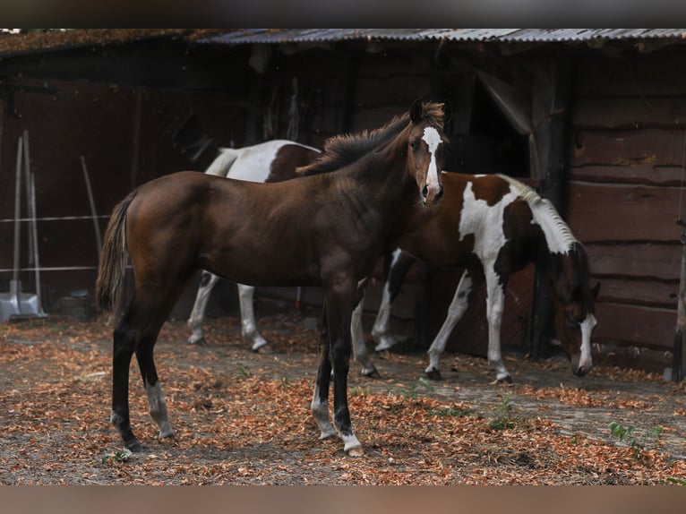 Mecklenburg Warmblood Mix Stallion Foal (04/2024) 16 hh Brown in Dargen