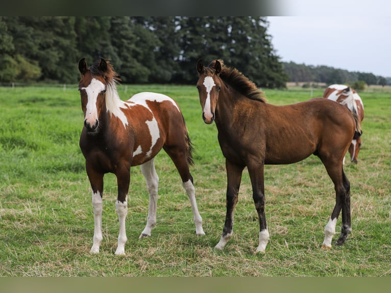 Mecklenburg Warmblood Mix Stallion Foal (04/2024) 16 hh Brown in Dargen