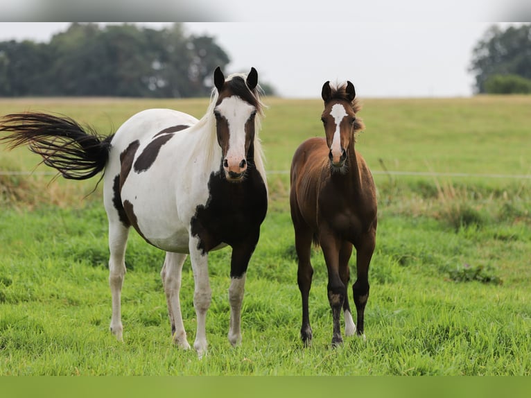 Mecklenburg Warmblood Mix Stallion Foal (04/2024) 16 hh Brown in Dargen