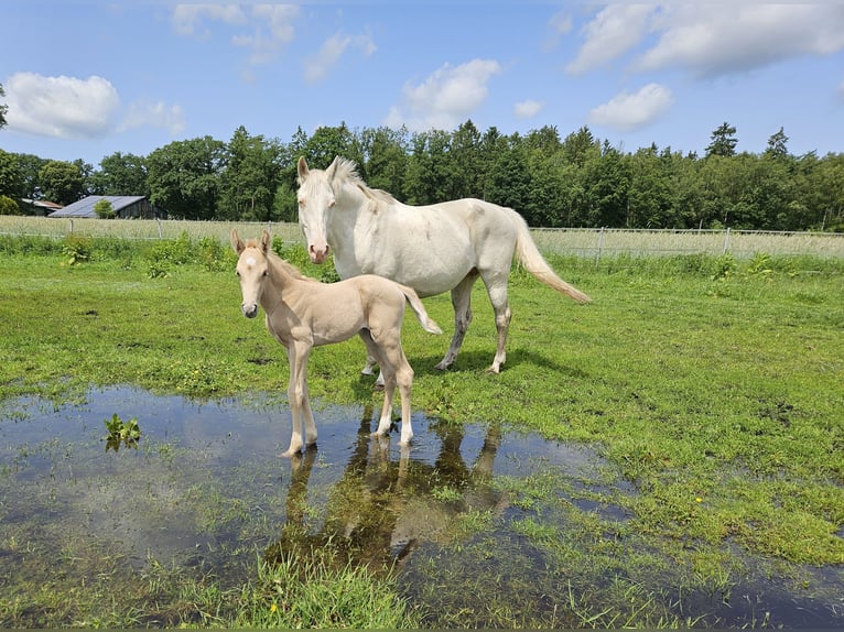 Mecklenburg Warmblood Stallion  16 hh Palomino in Lutzhorn