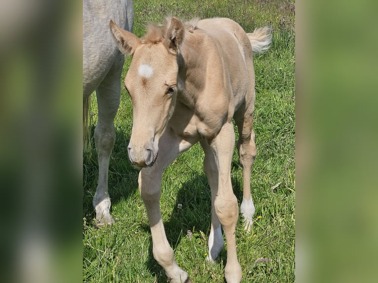 Mecklenburg Warmblood Stallion  16 hh Palomino in Lutzhorn