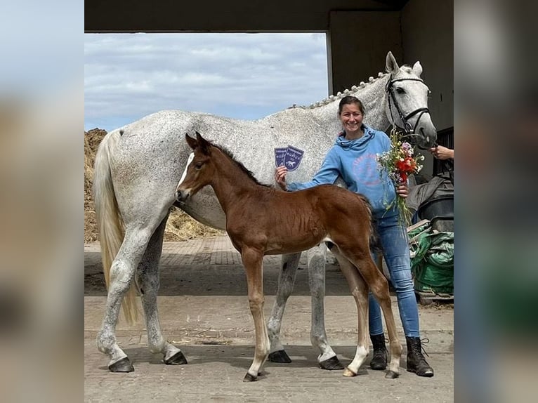 Mecklenburg Warmblood Stallion Foal (06/2025) 16,1 hh Brown in Papenhagen