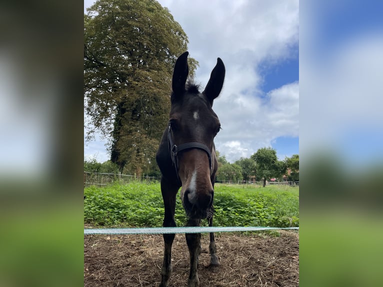 Mecklenburg Warmblood Stallion Foal (04/2025) 16,2 hh Bay-Dark in Redefin