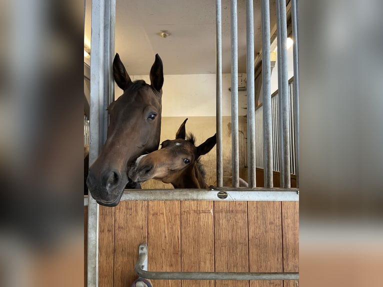 Mecklenburg Warmblood Stallion Foal (04/2025) 16,2 hh Bay-Dark in Redefin