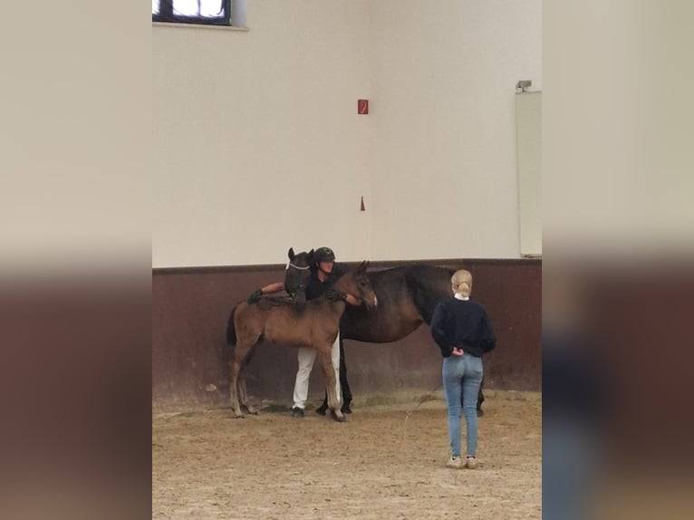 Mecklenburg Warmblood Stallion Foal (04/2025) 16,2 hh Bay-Dark in Redefin