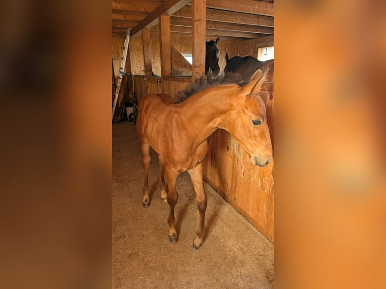 Mecklenburg Warmblood Stallion Foal (06/2025) 16,2 hh Brown in Picher