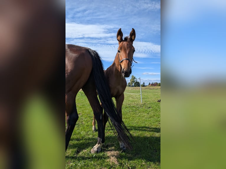 Mecklenburg Warmblood Stallion Foal (06/2025) 16,2 hh Brown in Picher