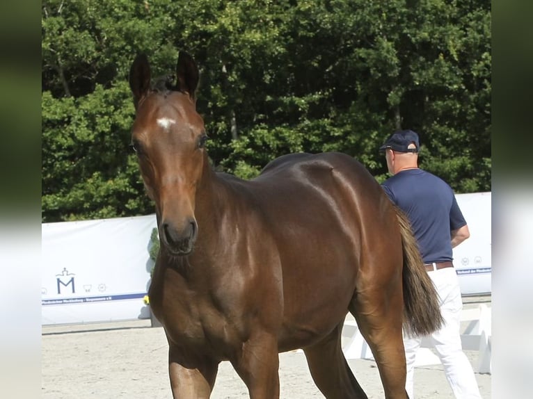 Mecklenburg Warmblood Stallion Foal (02/2025) 16,2 hh Brown in Hohen Sch&#xF6;nberg