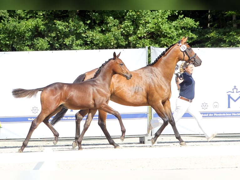 Mecklenburg Warmblood Stallion Foal (02/2025) 16,2 hh Brown in Hohen Sch&#xF6;nberg