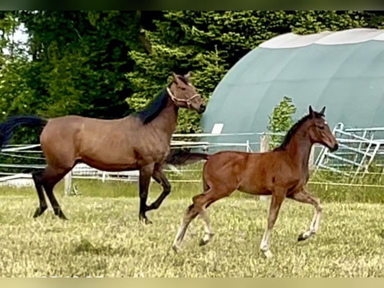 Mecklenburg Warmblood Stallion Foal (02/2025) 16,2 hh Brown in Hohen Sch&#xF6;nberg