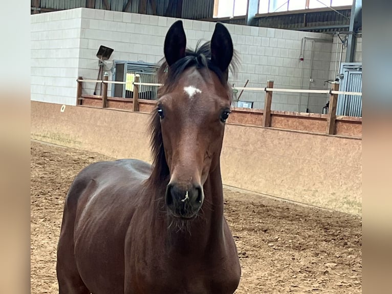 Mecklenburg Warmblood Stallion Foal (02/2025) 16,2 hh Brown in Hohen Sch&#xF6;nberg