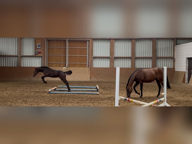 Mecklenburg Warmblood Stallion Foal (02/2025) 16,2 hh Brown in Hohen Sch&#xF6;nberg