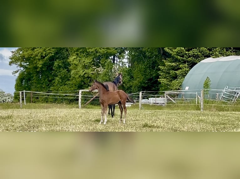 Mecklenburg Warmblood Stallion Foal (02/2025) 16,2 hh Brown in Hohen Sch&#xF6;nberg
