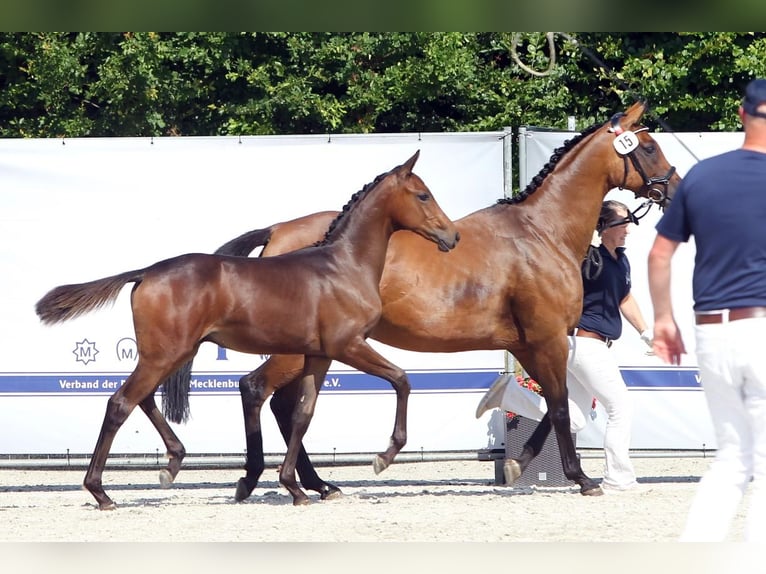 Mecklenburg Warmblood Stallion Foal (02/2025) 16,2 hh Brown in Hohen Sch&#xF6;nberg