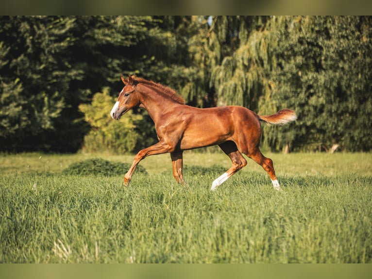Mecklenburg Warmblood Stallion Foal (04/2025) 16,2 hh Chestnut in L&#xFC;ssow