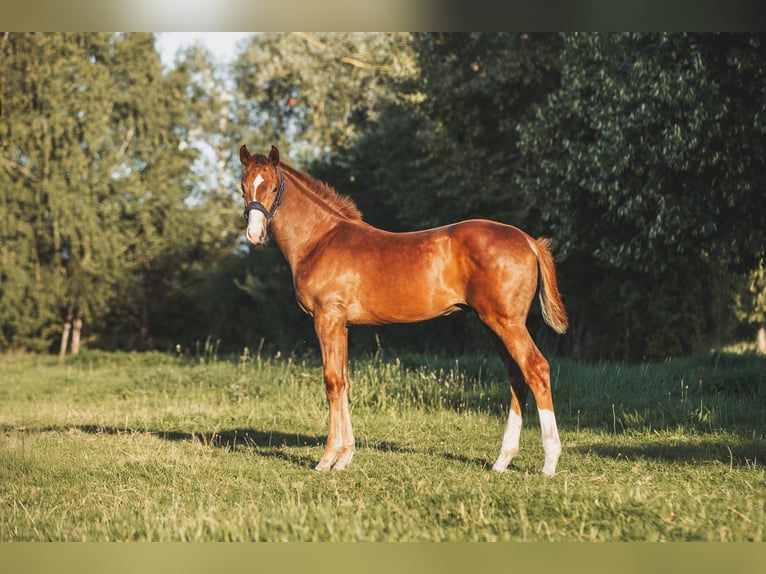 Mecklenburg Warmblood Stallion Foal (04/2025) 16,2 hh Chestnut in L&#xFC;ssow