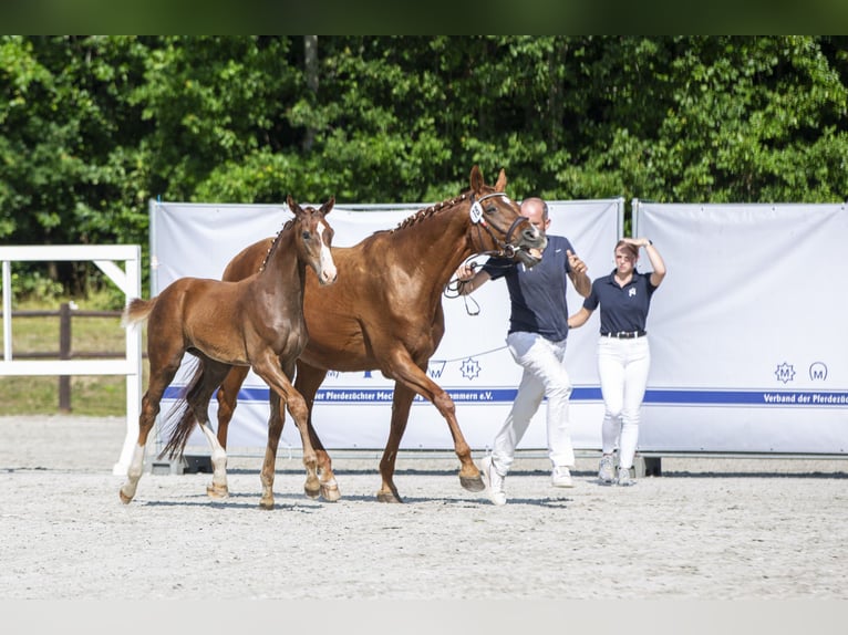 Mecklenburg Warmblood Stallion Foal (04/2025) 16,2 hh Chestnut in L&#xFC;ssow
