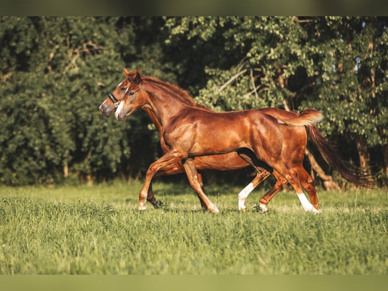 Mecklenburg Warmblood Stallion Foal (04/2025) 16,2 hh Chestnut in L&#xFC;ssow