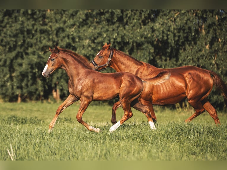 Mecklenburg Warmblood Stallion Foal (04/2025) 16,2 hh Chestnut in L&#xFC;ssow