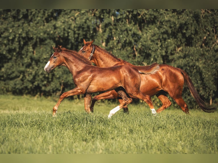 Mecklenburg Warmblood Stallion Foal (04/2025) 16,2 hh Chestnut in L&#xFC;ssow