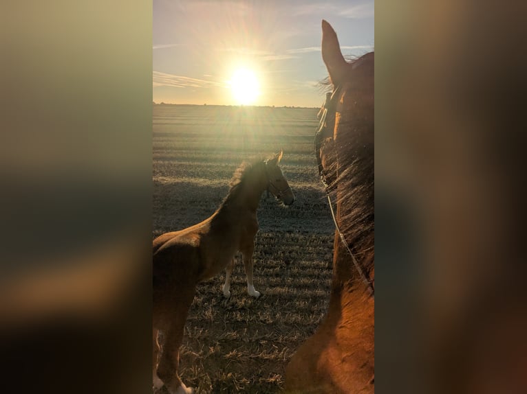 Mecklenburg Warmblood Stallion Foal (06/2025) 17 hh Brown in Kladrum