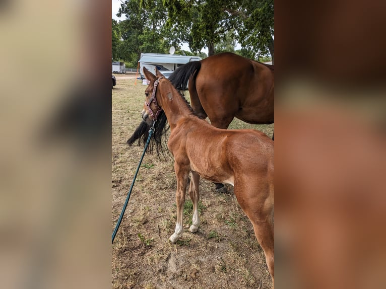 Mecklenburg Warmblood Stallion Foal (06/2025) 17 hh Brown in Kladrum