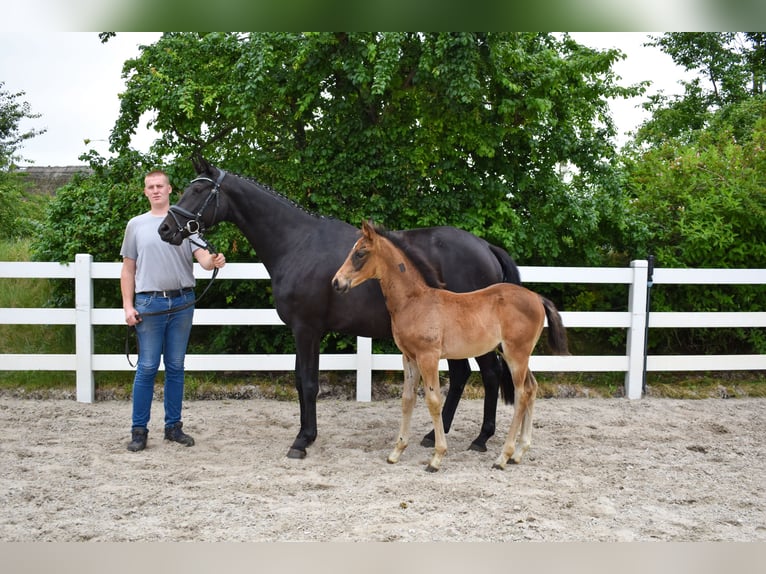 Mecklenburg Warmblood Stallion Foal (04/2026) Bay-Dark in Insel Usedom