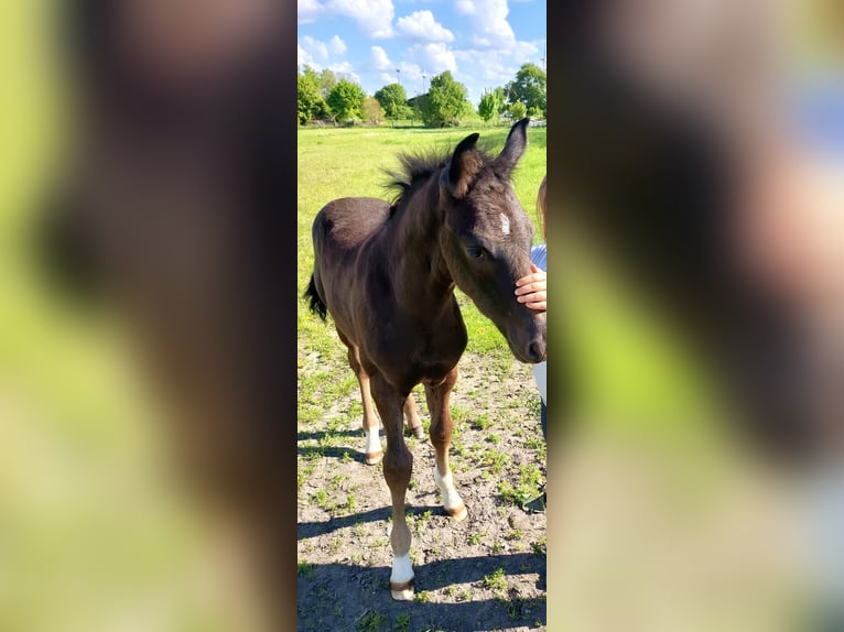 Mecklenburg Warmblood Stallion Foal (03/2026) Bay-Dark in Bütow
