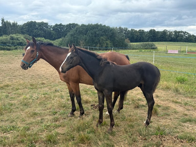 Mecklenburg Warmblood Stallion Foal (03/2025) Bay-Dark in Blumenholz